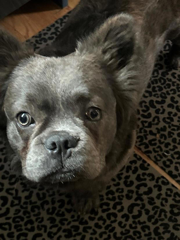 1-year-old French bulldog named Diego stolen from Pasadena home