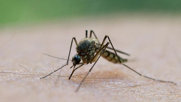 mücken stechen bereits: warum die plage so früh startet