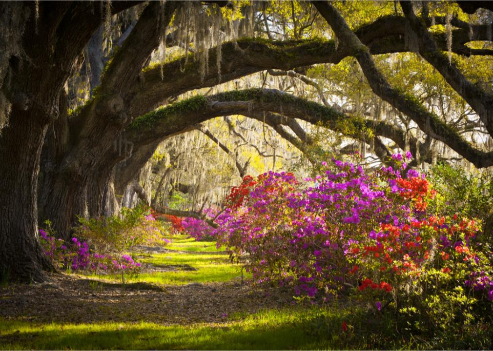 <p>Even though the state is known for heat and high humidity, springtime in South Carolina offers a bit of reprieve, making it the perfect season to explore the state's numerous historic sites, ranging from Fort Sumter to Charles Towne Landing State Park.</p>