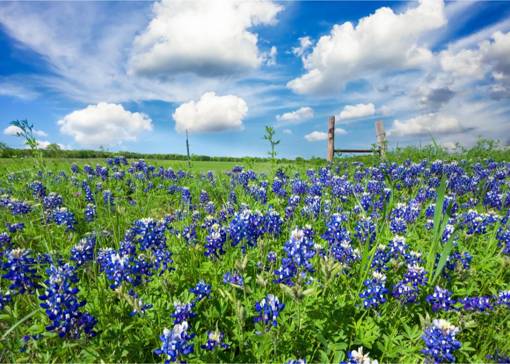 <p>The Lone Star State is beautiful at this time of year ahead of summer's oppressive heat and thunderstorms. Visitors flock to the state's Hill Country, where fields of wildflowers, especially bluebonnets, cover the rolling landscape.</p>