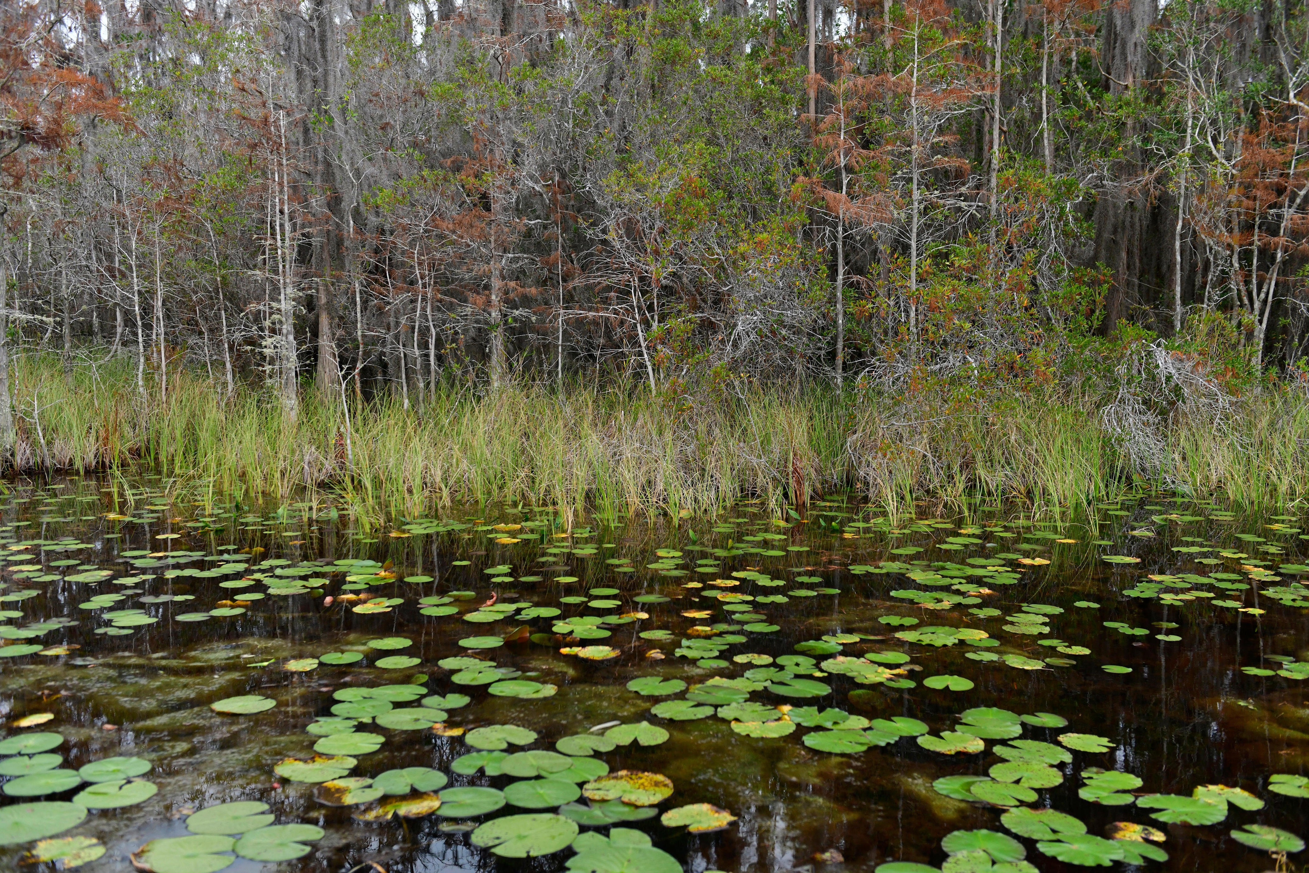 Why Does Okefenokee Deserve World Heritage Status? No Place On Earth ...