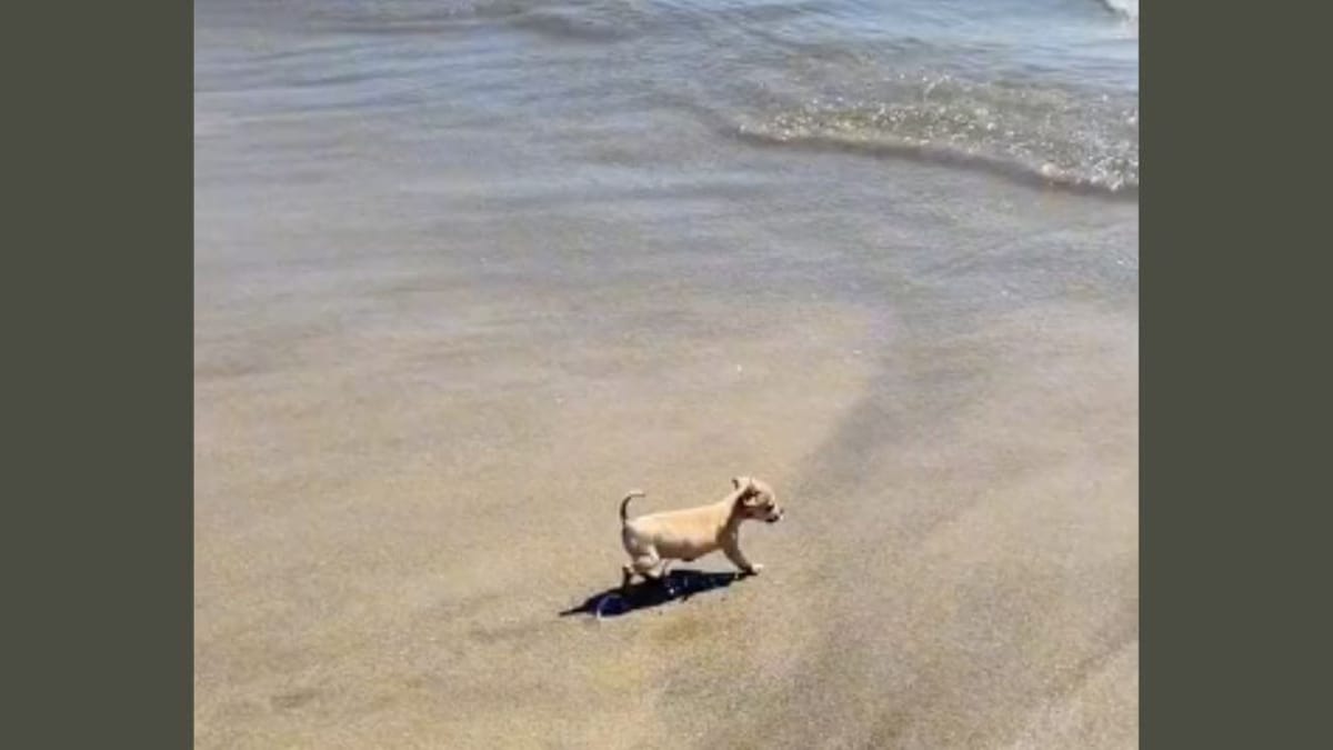 perro llega al mar por primera vez: su reacción conquista todos los corazones