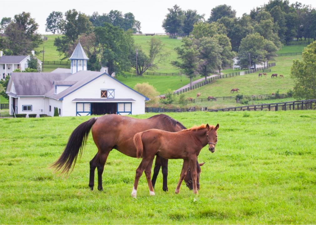 <p>Spring in the Bluegrass State means lush pastures, full of new Thoroughbred foals. That makes it prime time for visiting the state's Kentucky Horse Park, a 1,224-acre park and working farm dedicated to all things equine.</p>