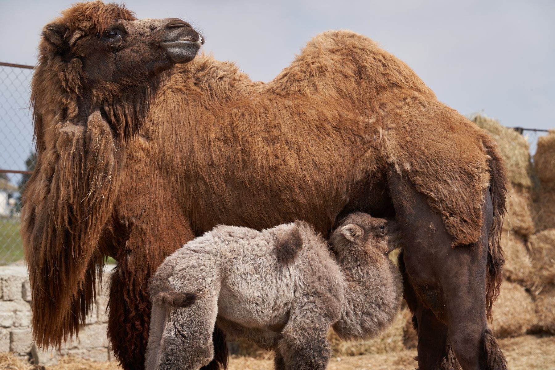 The longest gestations in the animal world