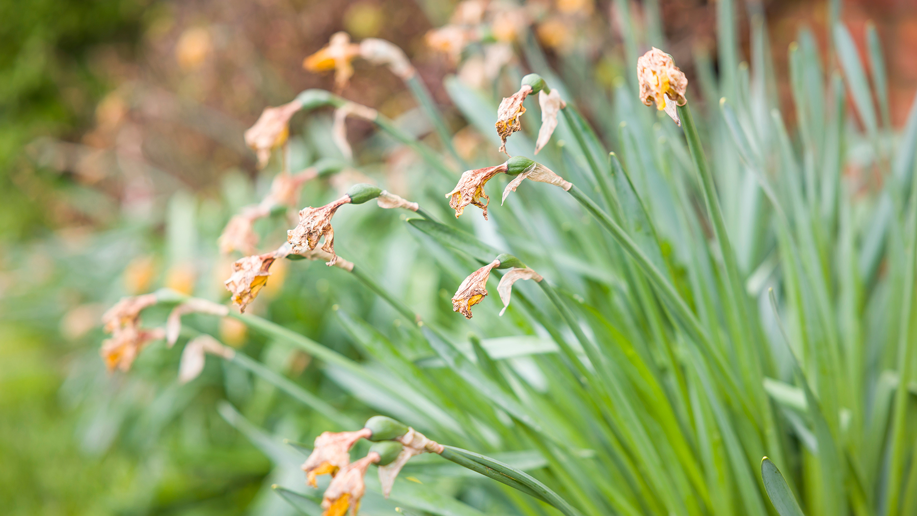 amazon, what to do with daffodils after flowering — top tips from garden experts