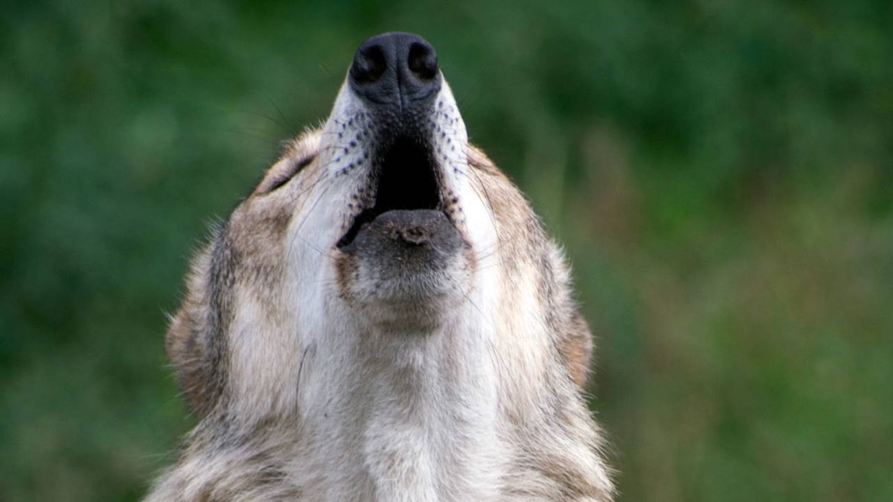 lo que los lobos saben por instinto y tú puedes hacer para ser más feliz