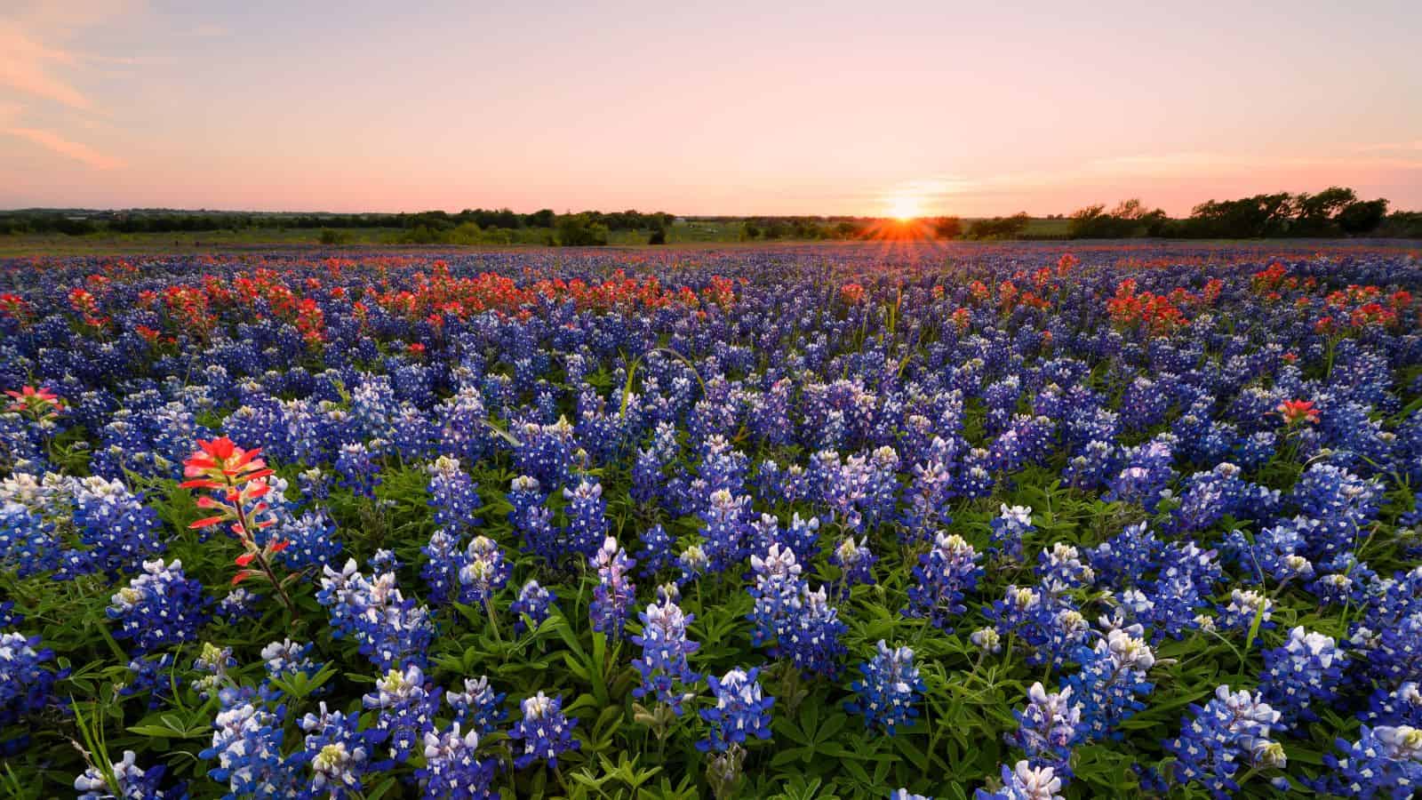 <p>Experience the beauty of Texas Hill Country on the Bluebonnet Trail, where you’ll be surrounded by fields of vibrant bluebonnet wildflowers in the spring.</p><p>This scenic route stretches through the heart of Texas, passing through sweet small towns like Fredericksburg, Burnet, and Marble Falls.</p><p>Enjoy the peacefulness of the Texas countryside, explore local wineries, and indulge in authentic Texas barbecue. The Bluebonnet Trail is particularly stunning in the spring when the wildflowers are in full bloom, creating a colorful landscape that is truly a sight to behold.</p>