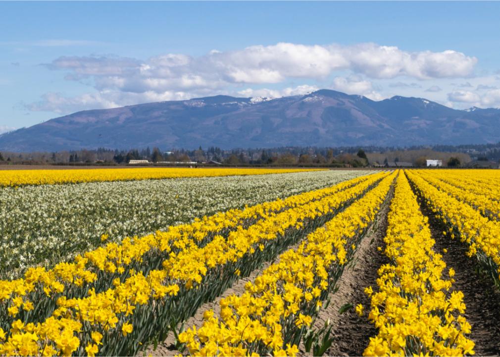<p>Early spring is a great time for scenic hikes to take in the state's blooming wildflowers. Then, just a few weeks later, Puyallup hosts the state's largest celebration of spring: the Washington State Spring Fair.</p>