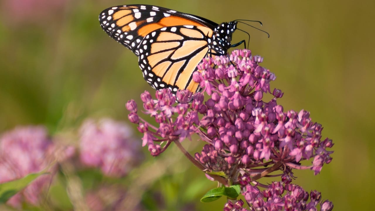 14 Butterfly-magnet Plants To Turn Your Garden Into A Fluttering Wonderland