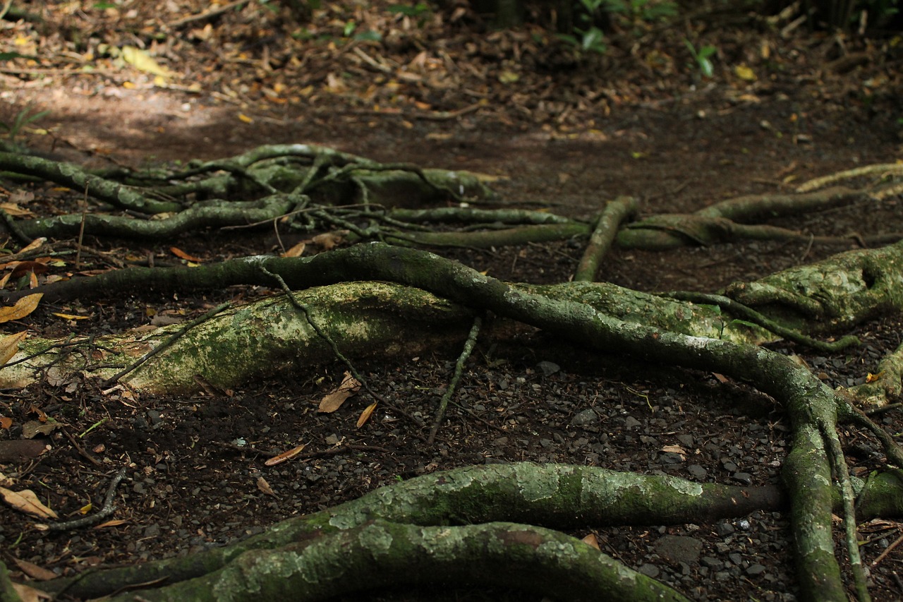 že trifidi neexistují? ekvádorské palmy procházejí pralesem rychlostí desítek metrů za rok – vyberou si směr a jdou