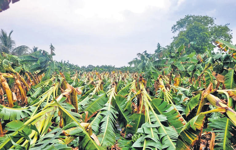 Rain, gale flatten 10k banana trees in TN's Thalavadi; survey on