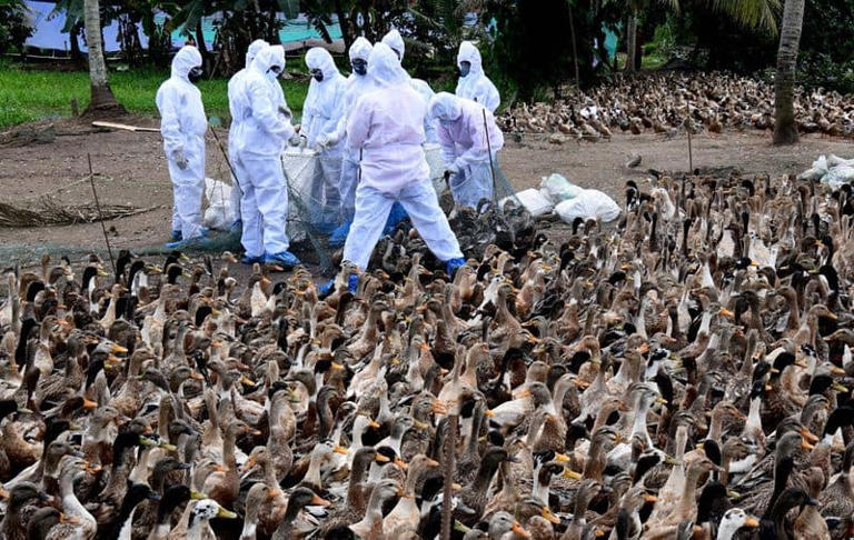 Kerala: TN border districts on high alert after bird flu outbreak in ...