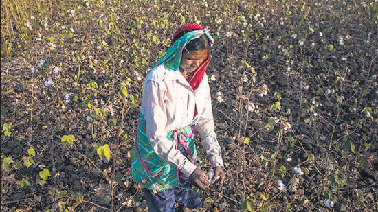 In soya-cotton belt, local factors come to the fore