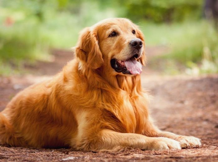 las 3 razas de perro que son las más cariñosas, según un especialista en mascotas