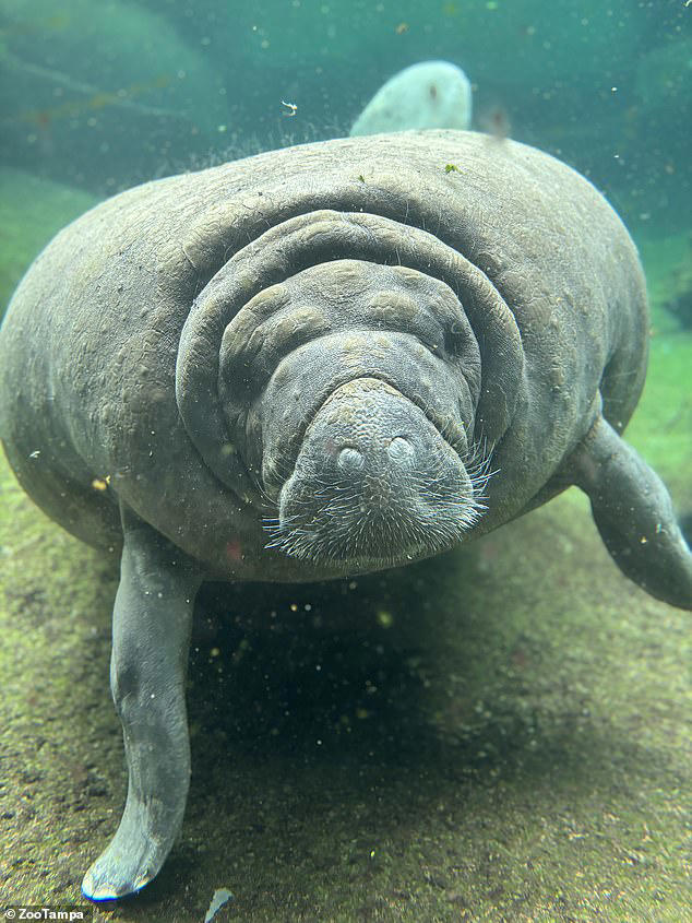 Tragedy as 65-year-old manatee, Juliet, dies at Tampa aquarium