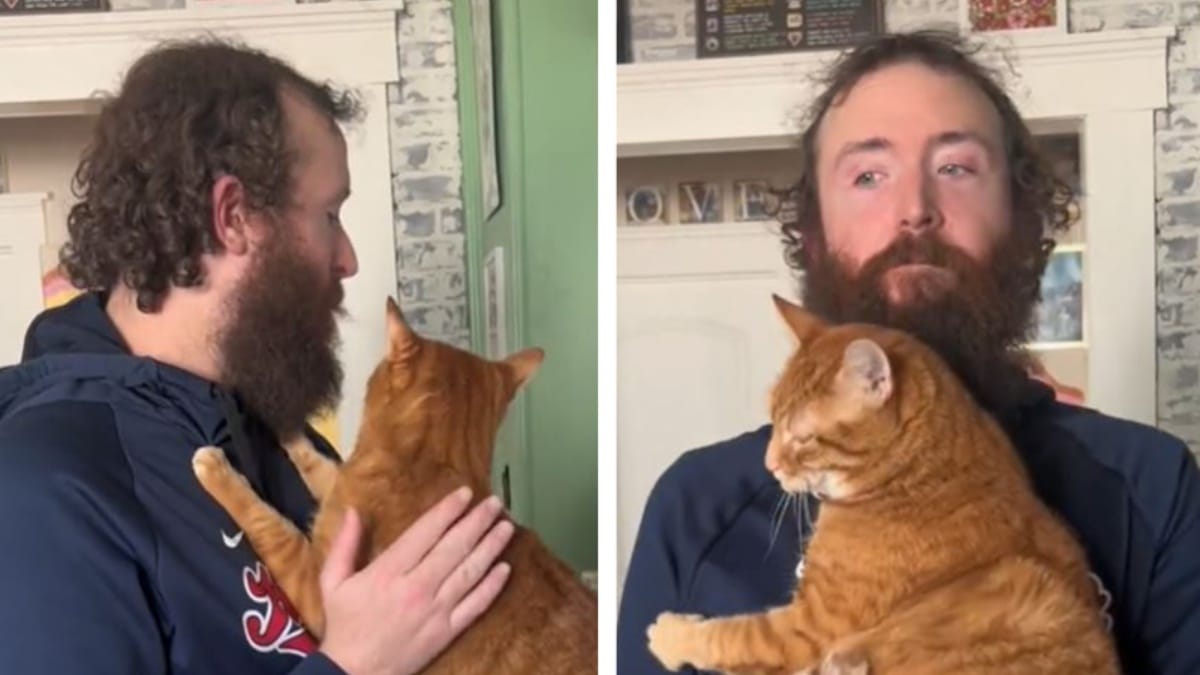 mann rasiert sich bart und haare kurz: das urteil seiner katze lässt keinen zweifel zu