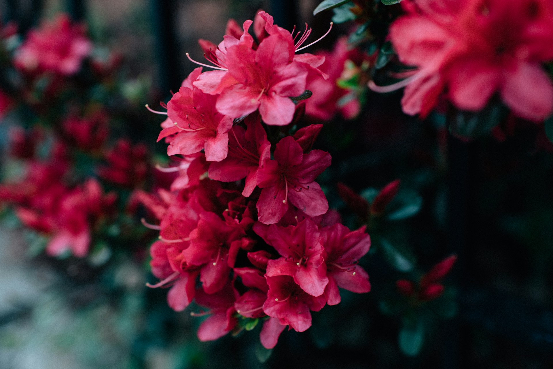 rododendrony: pěstování od výsadby po řešení chorob