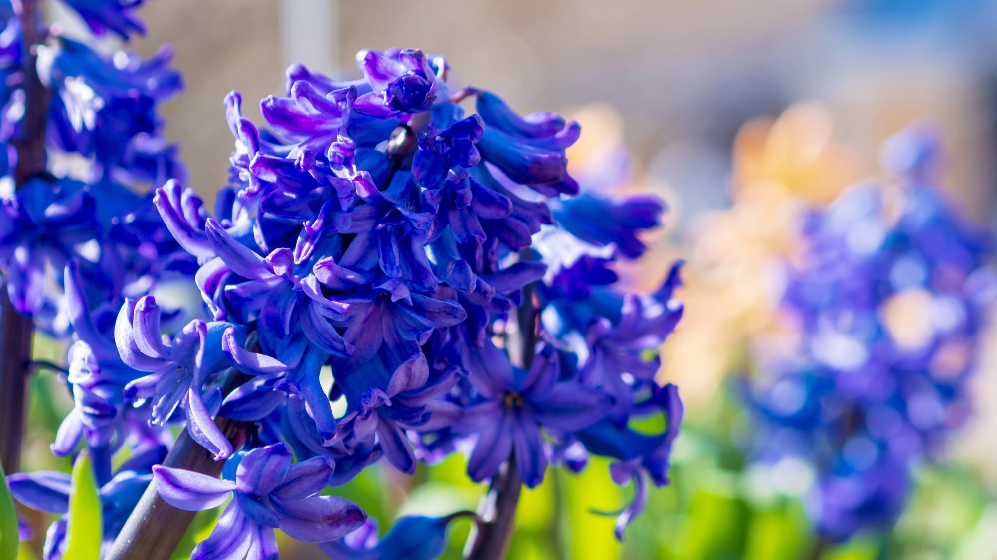 18 Brilliant Blue Perennials to Add Splashes of Color to Your Garden