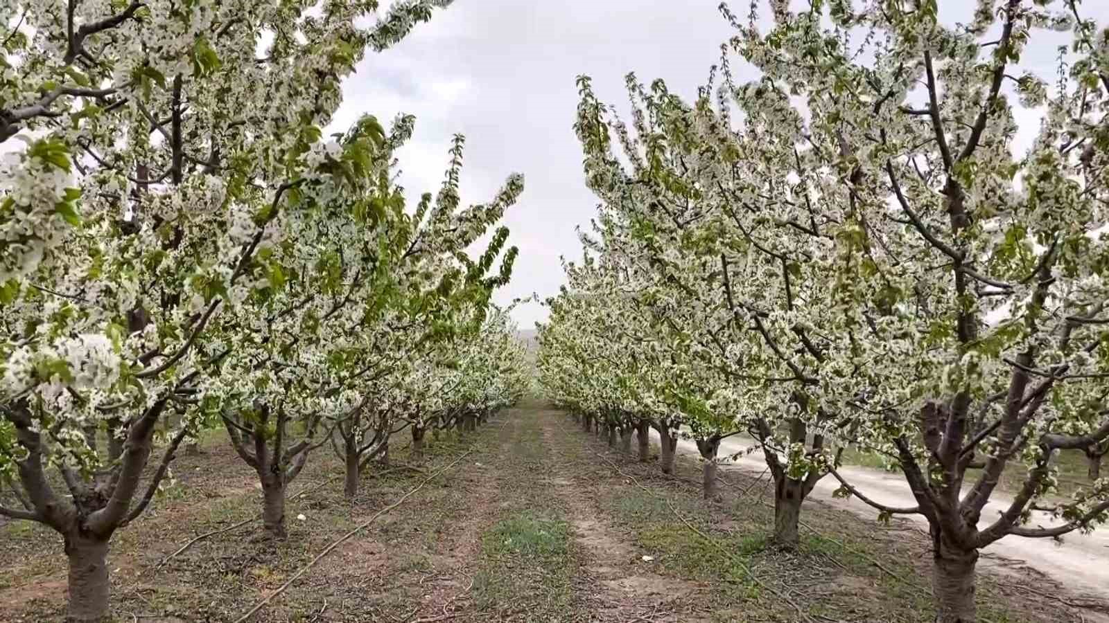 yozgat’ta baharın gelmesiyle çiçek açan binlerce meyve ağacı havadan görüntülendi