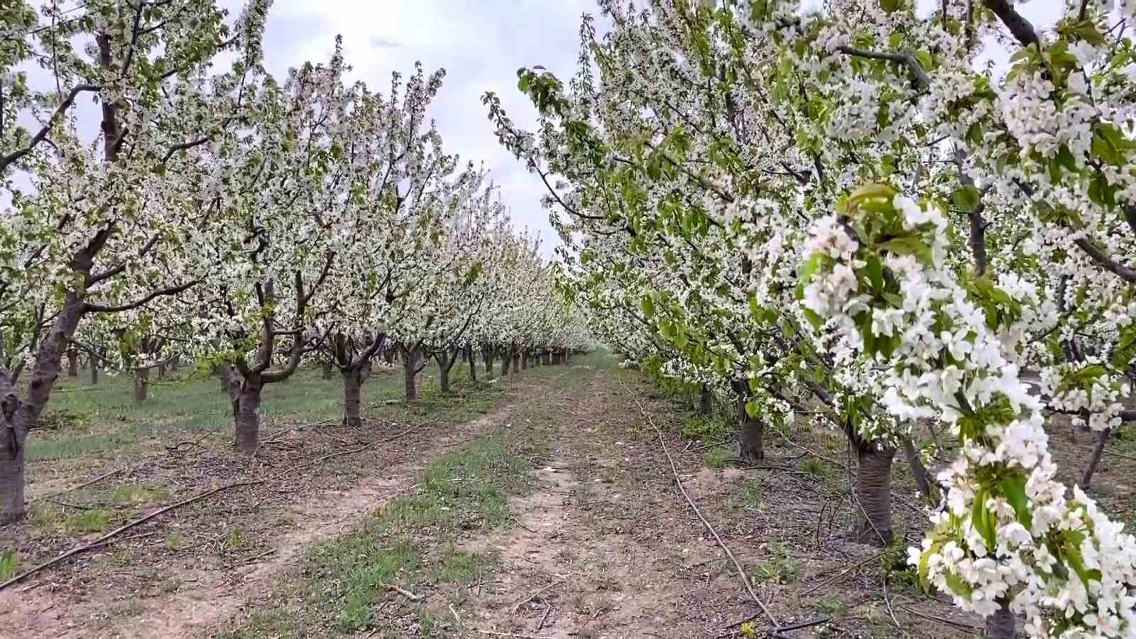 yozgat’ta baharın gelmesiyle çiçek açan binlerce meyve ağacı havadan görüntülendi