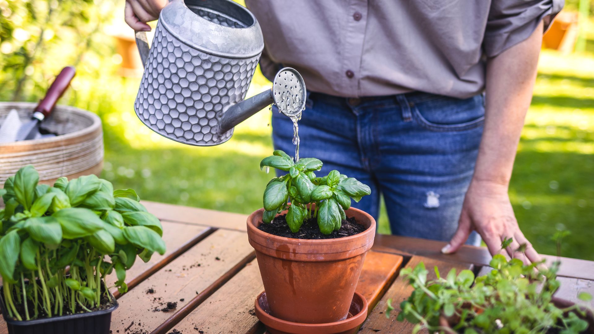 how to, how to grow a herb garden — make sure you do these 7 things