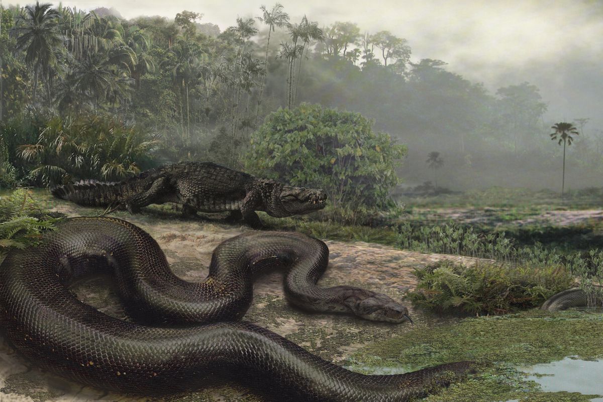 extinct snake discovered in india is the largest ever recorded