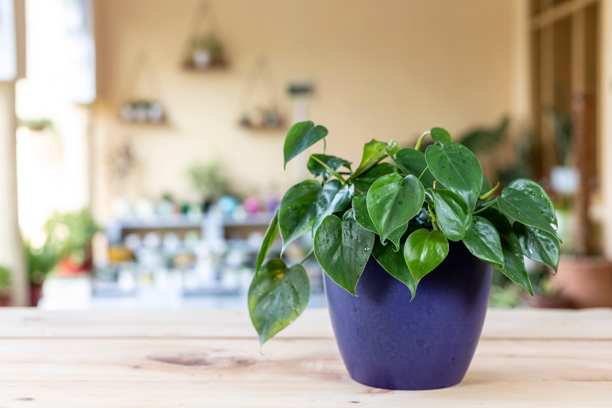 12 Easy Houseplants That Don't Need Sunlight