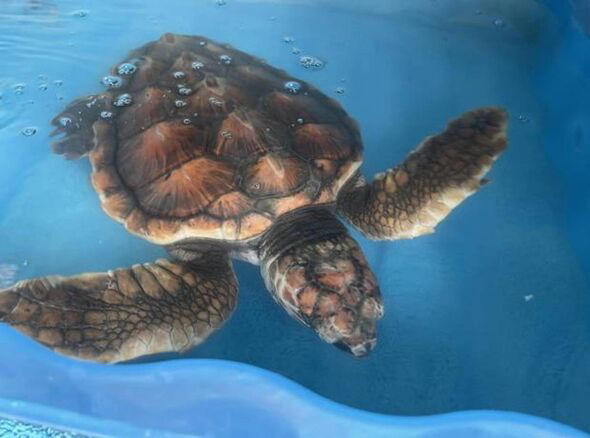 Turtle rescued off UK coast can't return home to Gran Canaria - due to ...