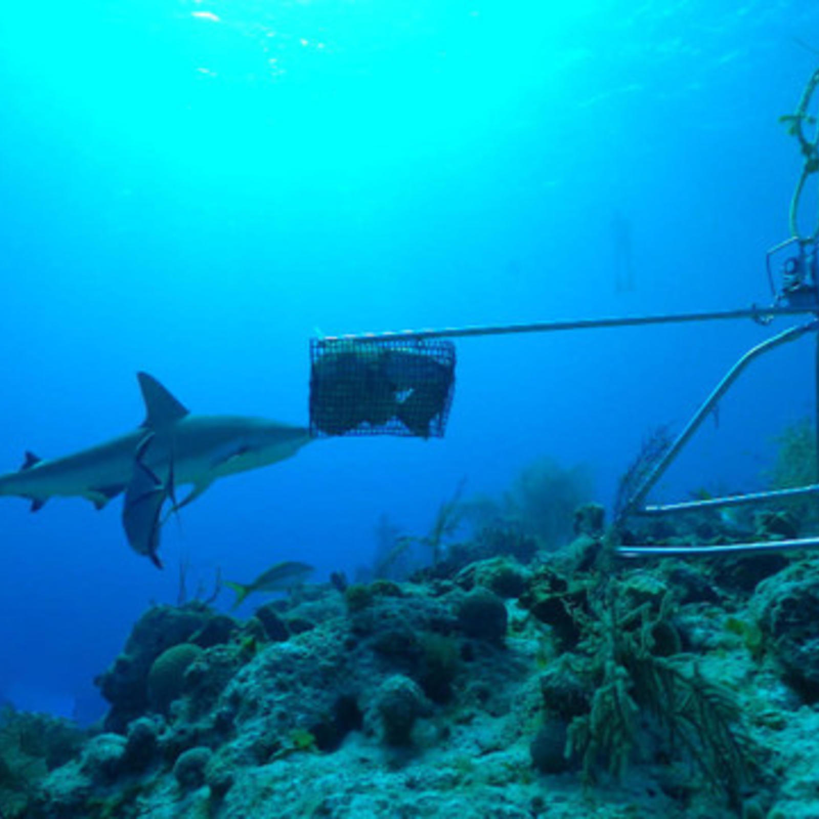 How countries are using innovative technology to preserve ocean life