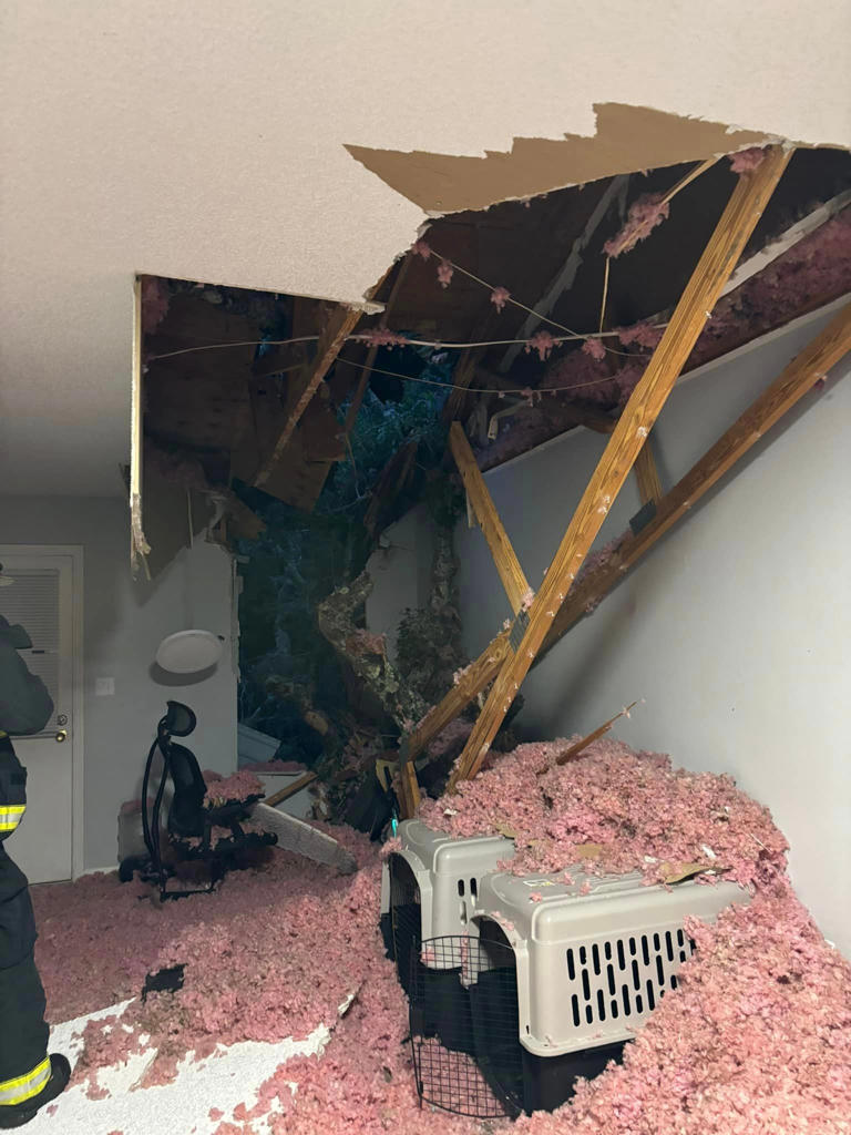 Large oak tree crashes into apartment building in Orange City ...