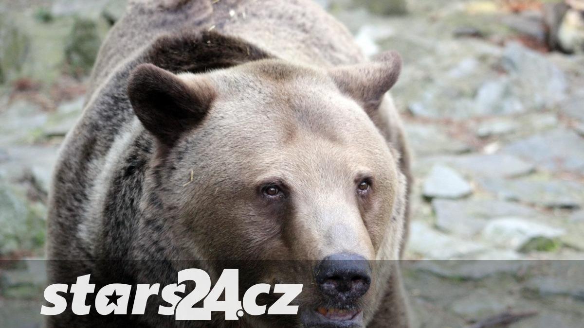 medvědice zaútočila na slovensku na člověka. skončil v nemocnici
