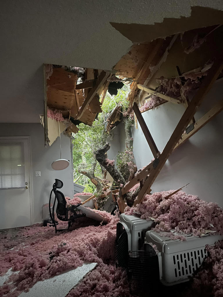 Large oak tree crashes into apartment building in Orange City ...