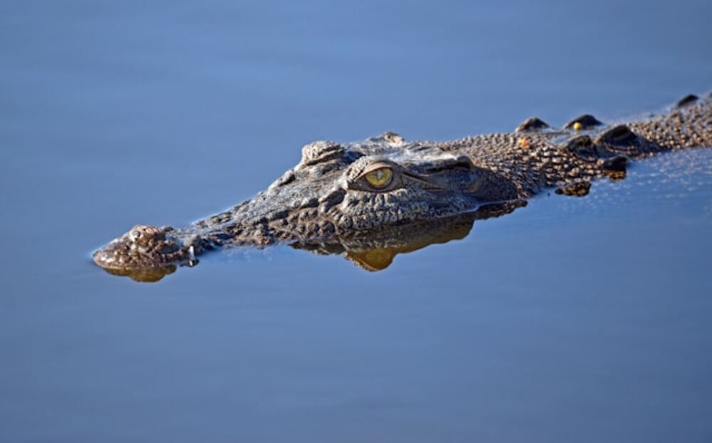 attaque meurtrière de crocodile : leur embarcation prenait l’eau