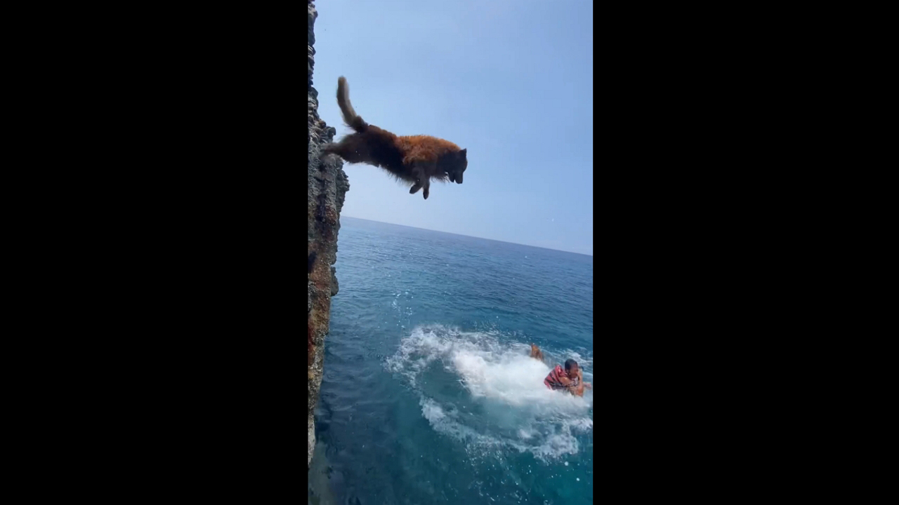 Cliff jumping adventure: man and his dogs brave the heights!