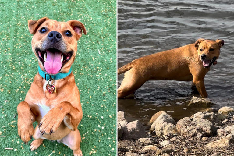 Pictures of Beppy, who is now living her best life with her new family.