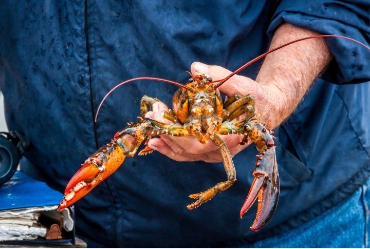 15 Unexpected Lobster Trivia Tidbits