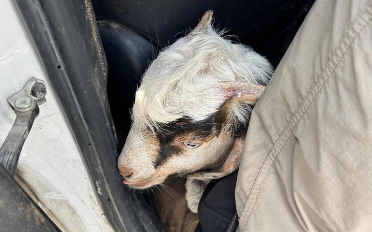 Police detain 13 trying to smuggle goats onto Temple Mount for ...