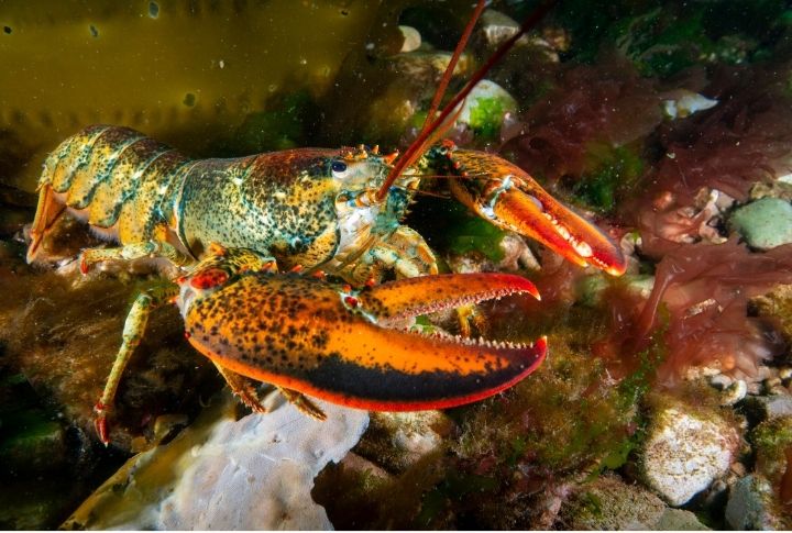 15 Unexpected Lobster Trivia Tidbits