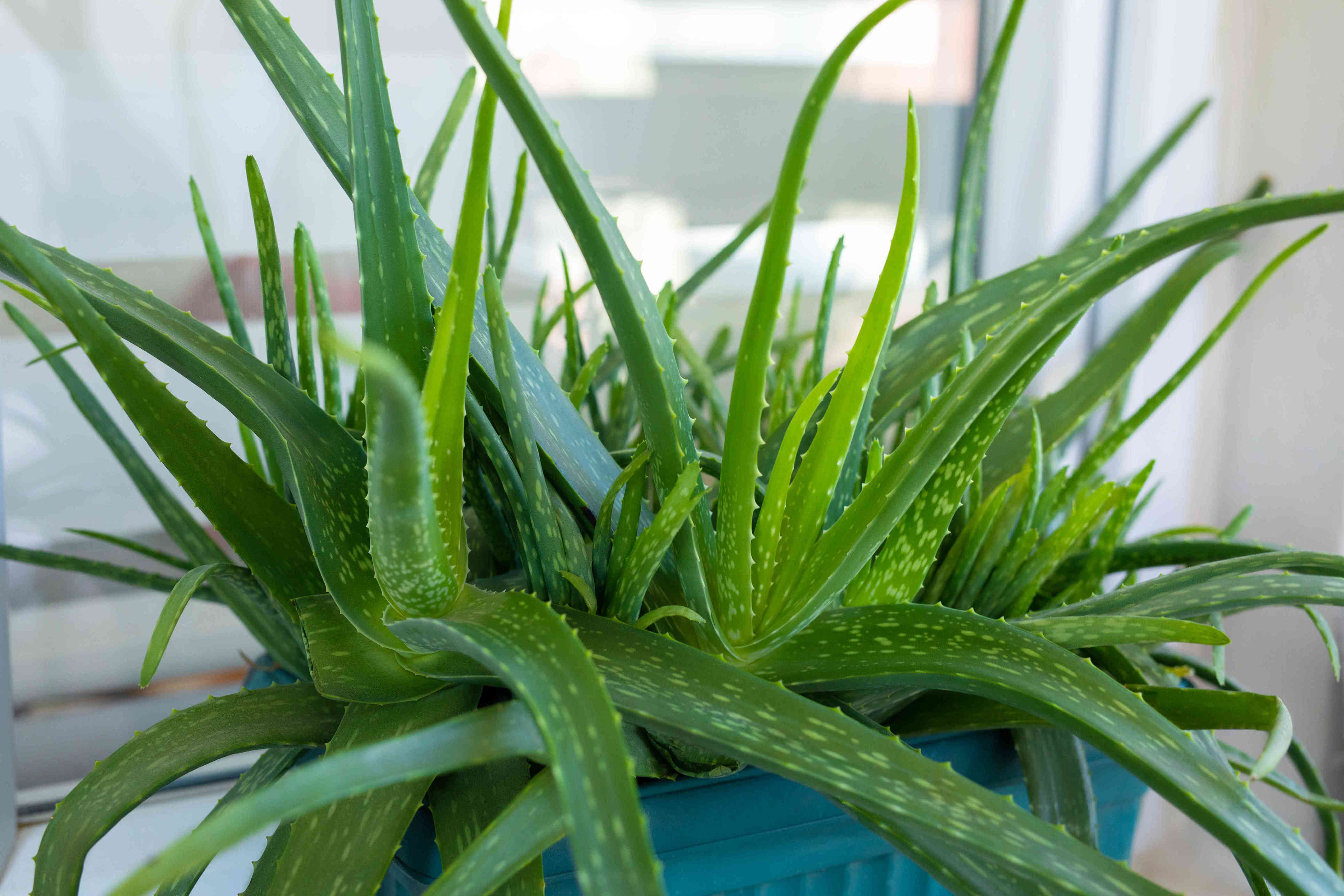 uses and benefits of aloe