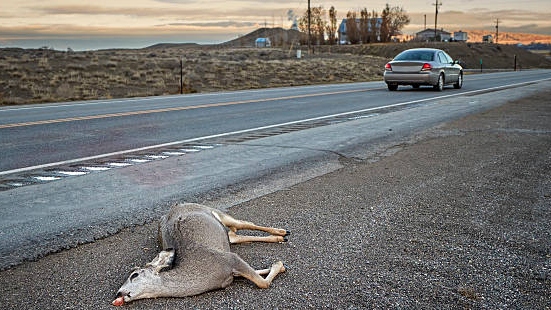 Navigating Deer Hazards: Safe Driving Tips To Prevent Collisions