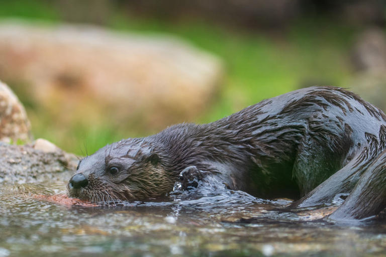 Potter Park Zoo asking community to vote on naming otter pups
