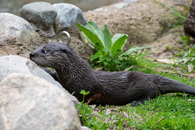 Potter Park Zoo asking community to vote on naming otter pups