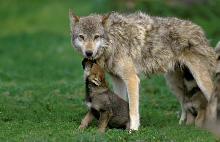 <p><b>Fatal attacks since the 1970s</b>: 2</p><p>Wolves are often portrayed as fierce pack animals, and while they are indeed capable of deadly attacks, such cases are extremely rare in North America. Predominantly living in remote areas, wolves generally avoid human contact. Most attacks have historically been attributed to rabid or habituated wolves. In the very unlikely event that you encounter a wolf, maintain eye contact, make yourself appear larger, and back away slowly — do not run.</p>