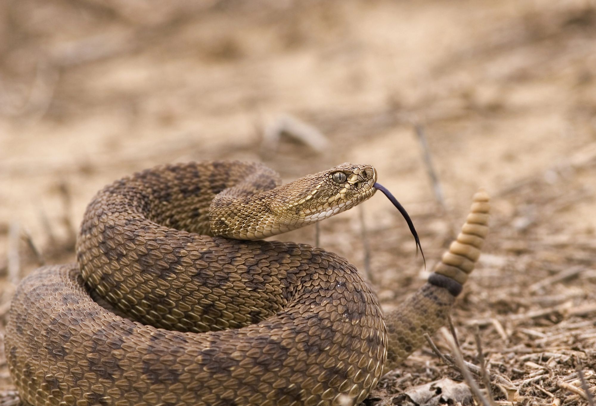 <p><b>Fatal attacks since the 1970s</b>: 57 </p><p>Each year, venomous snakes like rattlesnakes, copperheads, and cottonmouths are responsible for a considerable number of bites. Thankfully, not all of these bites are fatal, but their frequent encounters with humans definitely keep them high on the danger list. In the United States alone, there are approximately 127 species of snakes, of which about 30 are venomous. The deadliest among these is the <a href="https://nationalzoo.si.edu/animals/eastern-diamondback-rattlesnake">Eastern diamondback rattlesnake</a>.</p>