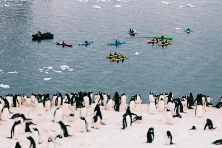 Kayak with the penguins in the Antarctic this year. Photo / Intrepid Ocean Endeavor