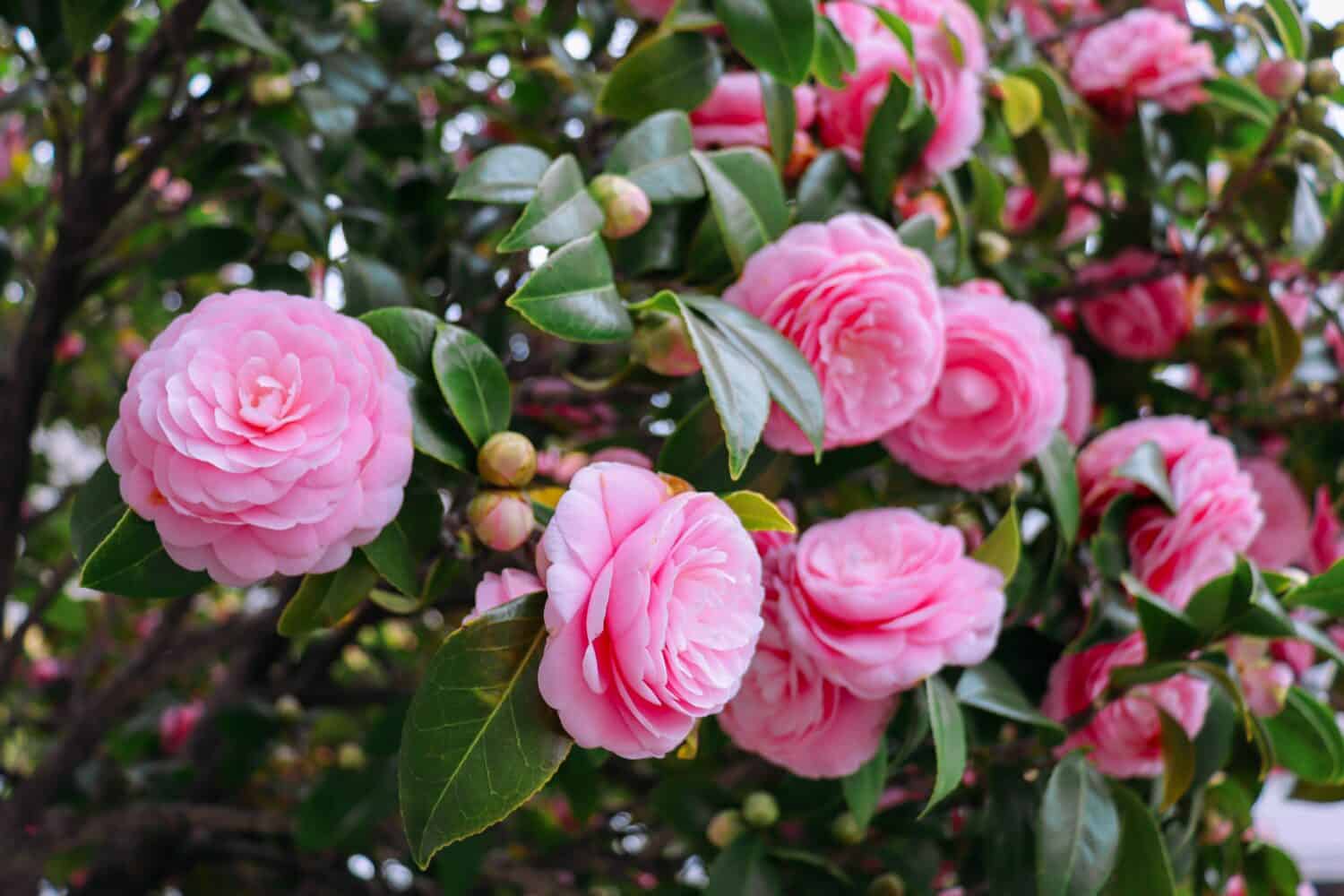 Beautiful Flowers That Symbolize Gratitude