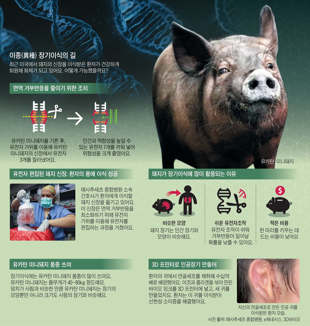 [신문은 선생님] [재미있는 과학] 돼지 신장을 살아있는 사람에게 이식… 건강 되찾았죠