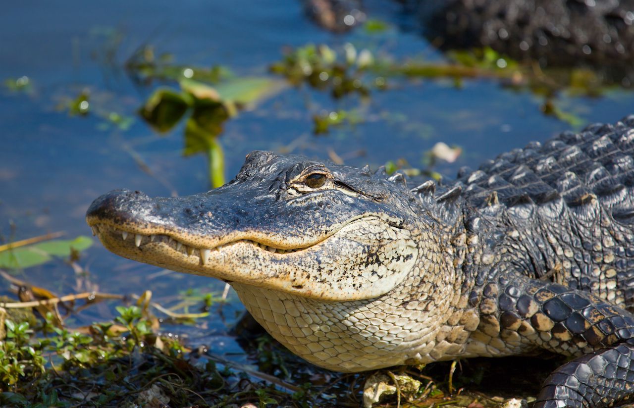 <p><b>Fatal attacks since the 1970s:</b> 33</p><p>Alligators are thriving in the southeastern United States, with a population estimated at <a href="https://www.wildhope.tv/article/the-american-alligator/#:~:text=The%20tide%20finally%20began%20to,in%20the%20southeastern%20United%20States.">around 5 million.</a> Florida and Louisiana are hot spots, hosting nearly 3 million alligators between them, and substantial numbers also inhabit Georgia, Alabama, Mississippi, and the Carolinas. Alligators are mighty reptiles that can pose a great threat to humans, especially in or near freshwater environments. Attacks are usually a case of mistaken identity or territorial defense. It's advisable to keep a safe distance from water bodies known to be alligator habitats and never to feed wild alligators.</p>