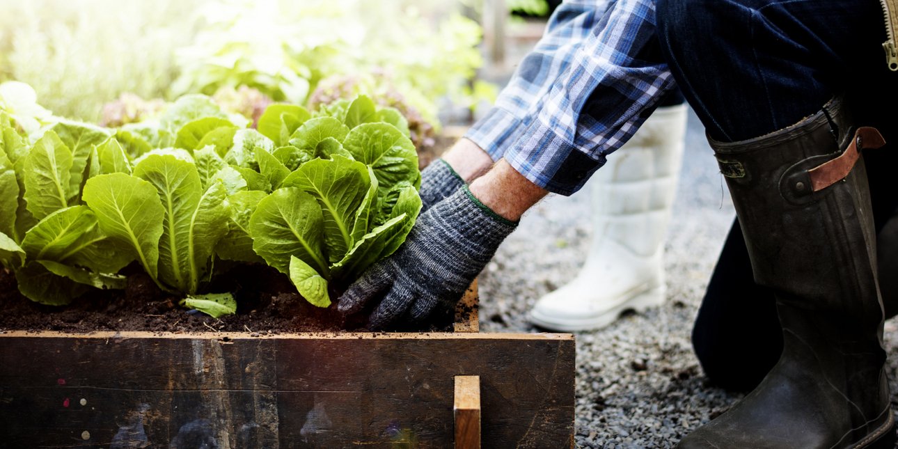 7 λαχανικά και βότανα που μπορείτε να καλλιεργήσετε στην αυλή σας