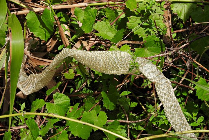 15 Ways To Identify A Venomous Snake In Your Backyard